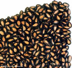 黑瓜子與五香瓜子 風(fēng)味與文化的雙重魅力