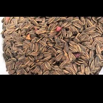 山核桃瓜子與五香瓜子 兩種風(fēng)味瓜子的視覺(jué)與味覺(jué)之旅